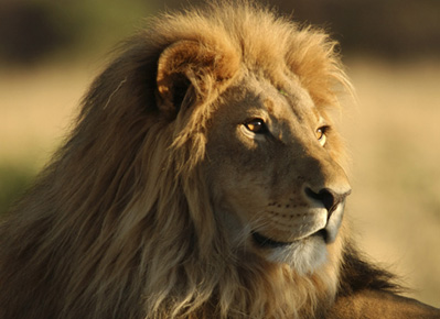 San Diego Zoo of California