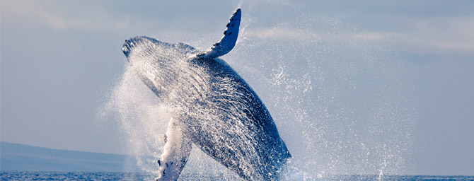San Diego Things to Do - Whale and Dolphin Watching Season San Diego Things to Do - Whale and Dolphin Watching Season