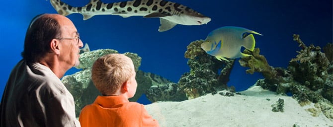 SeaWorld Summer Nights - May 23 through September 7 SeaWorld Summer Nights - May 23 through September 7