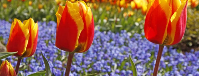 Coronado Flower Show 2015 - April 18 & 19 Coronado Flower Show 2015 - April 18 & 19