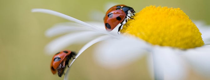 San Diego Events - Insect & Ladybug Festival at SD Botanic Garden San Diego Events - Insect & Ladybug Festival at SD Botanic Garden