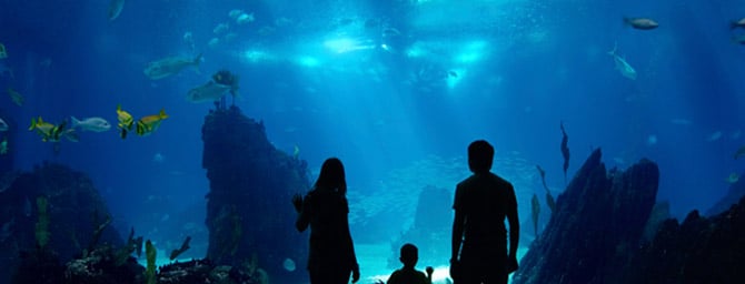 SeaWorld Christmas Celebration
