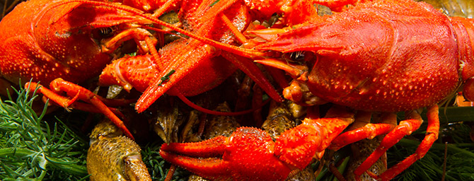 San Diego Events - Gator by the Bay - Cajun Music & Creole Cuisine San Diego Events - Gator by the Bay - Cajun Music & Creole Cuisine