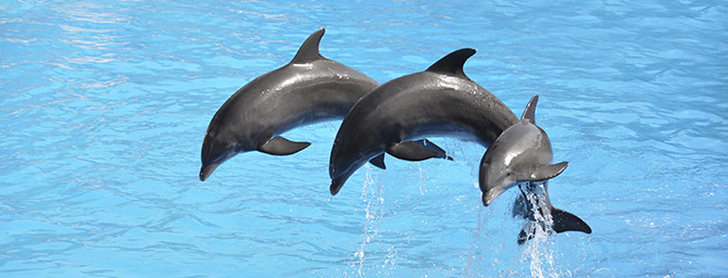 San Diego Events - Lunar New Year at SeaWorld San Diego San Diego Events - Lunar New Year at SeaWorld San Diego