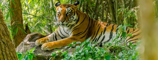 San Diego Events - Jungle Bells at SD Zoo - Holiday Celebration San Diego Events - Jungle Bells at SD Zoo - Holiday Celebration